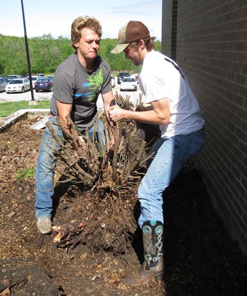 Senior Derek Wright and junior Hunter Bagley lift a shrub out of the ground. It takes a little over half a class period to get one shrub out of the ground and more time to get the roots loose.