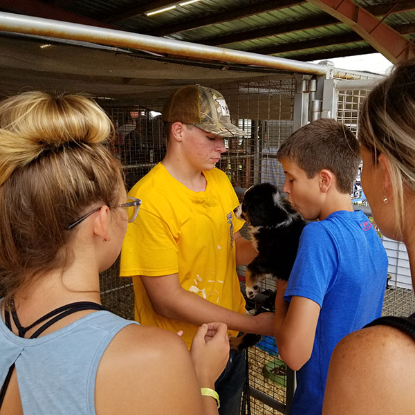 Junior Jake Steiner shows off a puppy at the State Fair Children’s Barnyard. Warsaw FFA helped operate the barnyard with chapters from Lincoln and Green Ridge. 